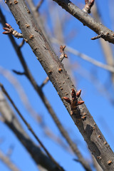 Japanese flowering cherry Kanzan
