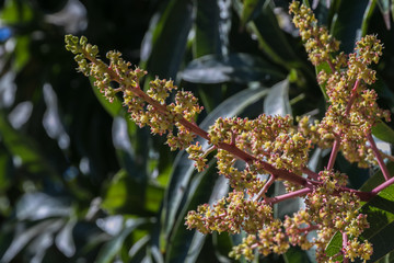 Mango little flowers grow so close to each other waiting to give us a delicious fruit