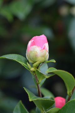 Camellia flower bud