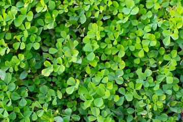 Fototapeta na wymiar Green Plant Bush Leaves Background