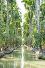 Coconut Garden and beautiful water canals in Nakhon Pathom, Bangkok
