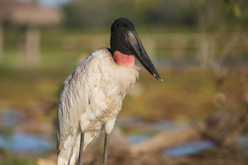 Portrait of a jabiru, Jabiru mycteria, in the Pantanal region of Brazil.