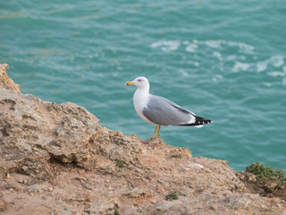 seagull on a rock by the ocean