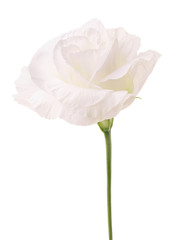 Eustoma white flower