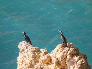 seagull on a rock by the ocean