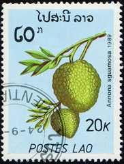 LAOS - CIRCA 1989: stamp 20 Laotian kip printed by Lao People's Democratic Republic, shows fruiting...
