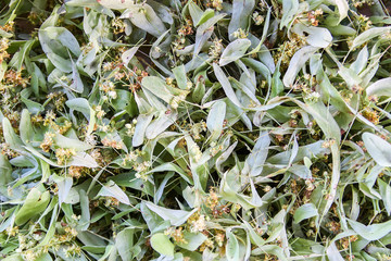 Linden tree, lime tree or Tilia dried flowers for the herbal tea.