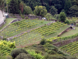 Vides con uvas en Galicia