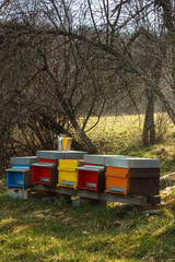 Hives with bees