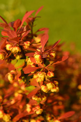 Blooming decorative barberry, landscape design