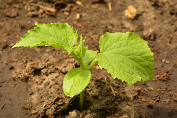 Young cucumber seedling in a greenhouse