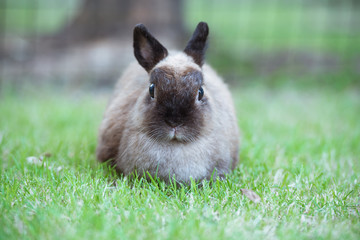 Cute brown rabbit on the green grass.