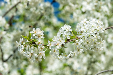 Honey plants. Inspiring nature. Pollen allergy. Seasonal allergy. Botanical garden concept. Cherry...