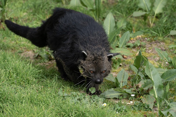 Portrait of a black bearcat also known as binturong on the grass
