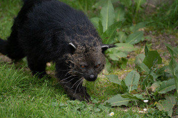 Portrait of a black bearcat also known as binturong on the grass