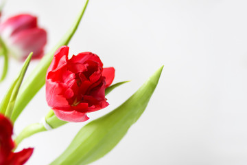 Fototapeta premium Spring beautiful tulip flowers on white background with copy space. Mother's day, greeting card festive decorative floral composition
