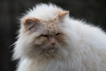 lazy white cat on a roof