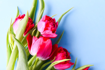 Fototapeta premium Spring beautiful tulip flowers on soft pastel background with copy space. Mother's day, greeting card festive decorative floral composition