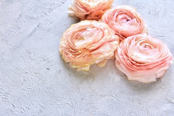 Head of pink ranunculus flowers on grunge cement background, selective focus. Pastel ranunculus flower with tender petals. 