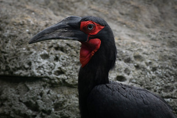 Face portrait of a southern ground hornbill