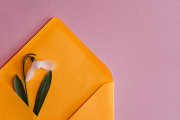 Spring card with snowdrop and spruce twig in an yellow envelope isolated on clear pink background, top view, single object