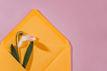 Spring card with snowdrop and spruce twig in an yellow envelope isolated on clear pink background, top view, single object