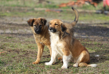 Plakat Stray dogs in the park