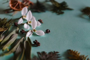 Spring time, Increasing position of snowdrops on a turquoise background, top view, modern and simple decor
