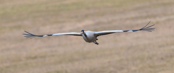 crane in flight © MK-DEV