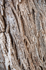 bark of a tree background