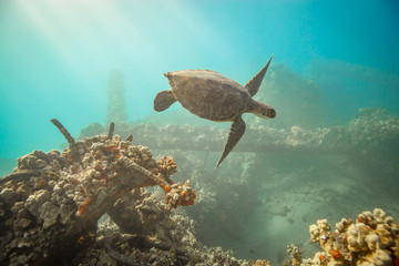 Hawaiian Green Sea turtle in coral reef Maui