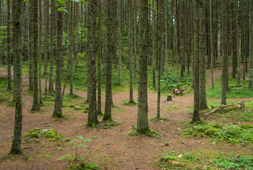 Beautiful green nature landscape of Europe