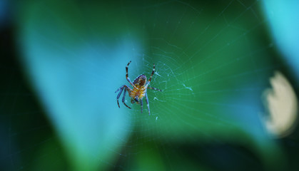 Macro araignée nature