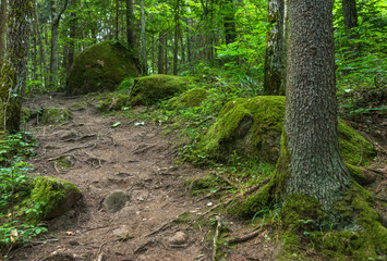 Obraz premium Beautiful green nature landscape of Europe