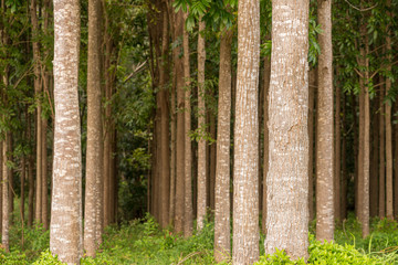 Pathway of the Wai Koa Loop trail or track leads through plantation of Mahogany trees in Kauai, Hawaii, USA - obrazy, fototapety, plakaty