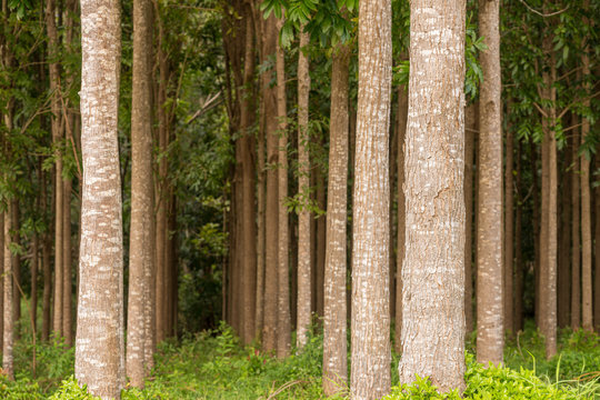 Pathway of the Wai Koa Loop trail or track leads through plantation of Mahogany trees in Kauai, Hawaii, USA