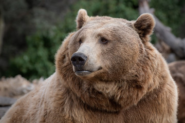 Face portrait of a brown bear with sweet look