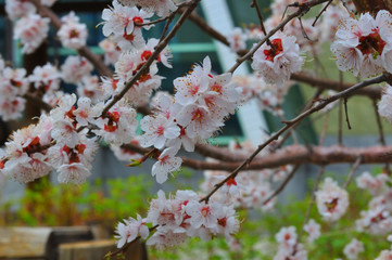 Apricot blossom in the garden