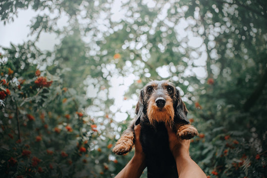 owner hands holding a dachshund dog up in the air outdoors