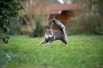 cute blue tabby maine coon cat with fluffy tail high up in the garden