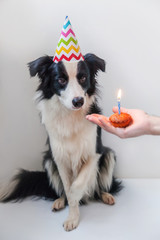 Fototapeta na wymiar Funny portrait of cute smilling puppy dog border collie wearing birthday silly hat looking at cupcake holiday cake with one candle isolated on white background. Happy Birthday party concept.