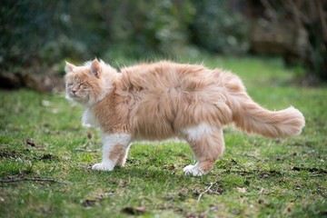 sidee view of a beige cream colored maine coon cat standing on lawn outdoors on a windy day