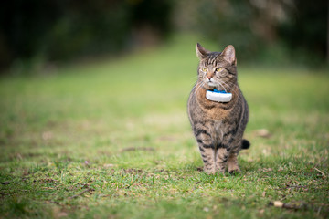 tabby domestic shorthair cat outdoors on grass wearing gps tracker attached to collar with copy...
