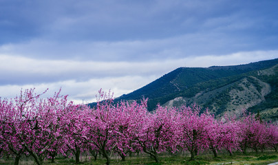 Obraz premium cherry blossom trees. Field of cherry trees blooming in spring, in Granada