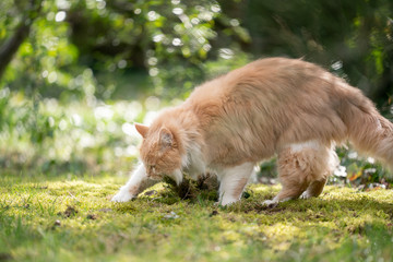 Naklejka na ściany i meble beige cream colored maine coon cat digging in moss