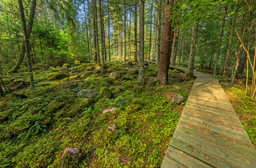 Beautiful green nature landscape of Europe