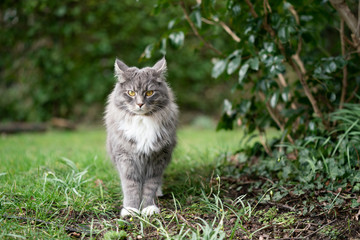 Naklejka na ściany i meble blue tabby maine coon cat standing under bush foldinng back ears looking at camera