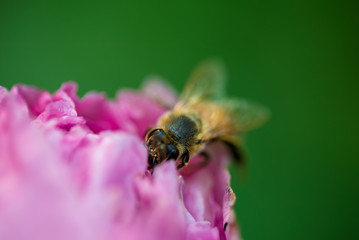 macro image of bee sucking nectar from flower 7