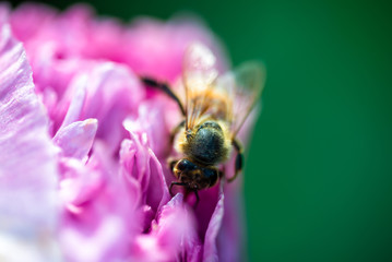 macro image of bee sucking nectar from flower 3