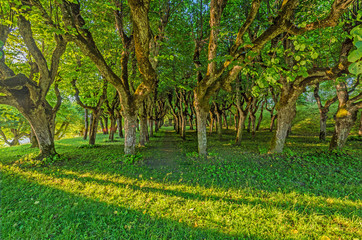 Beautiful green nature landscape of Europe